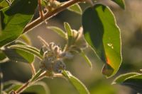 Sunlit plants